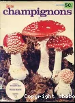 Les champignons
